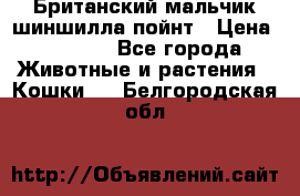 Британский мальчик шиншилла-пойнт › Цена ­ 5 000 - Все города Животные и растения » Кошки   . Белгородская обл.